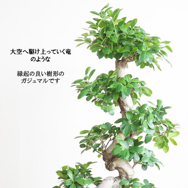 ガジュマル 大型 昇り龍樹形 幸せを呼ぶ多幸の木 黒バルーン型鉢カバー
