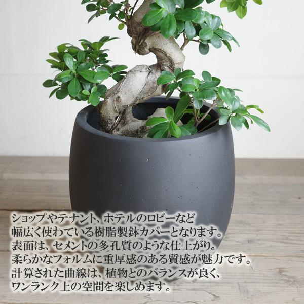 【現品】ガジュマル　超曲がり　昇り龍の様な仕立て　多幸の木　７号サイズ　TD番 曲がりガジュマル 《 現品 》昇り龍 縁起物 贈り物 7号 【公式通販】