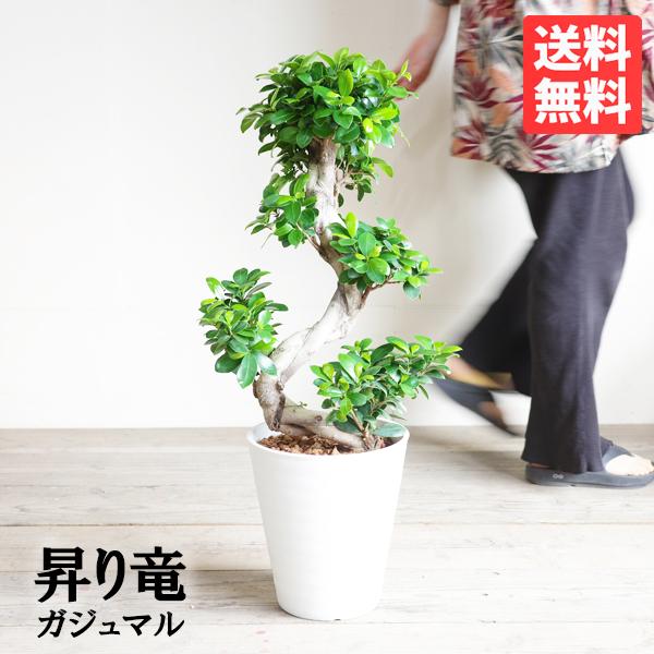 ガジュマル 昇り龍樹形 幸せを呼ぶ多幸の木 白セラアート鉢植え 観葉