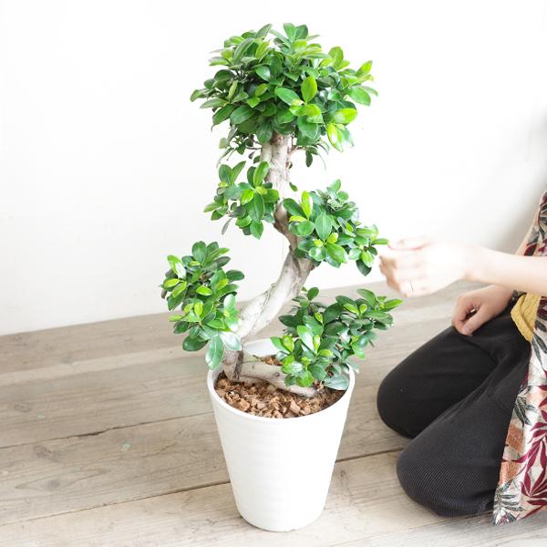 縁起物 ガジュマル 曲がり昇り龍幸福の木 健康 幸せ 登り龍 陶器鉢 人気 縁起物 ガジュマル 曲がり昇り龍幸福の木 健康 幸せ 登り龍 陶器