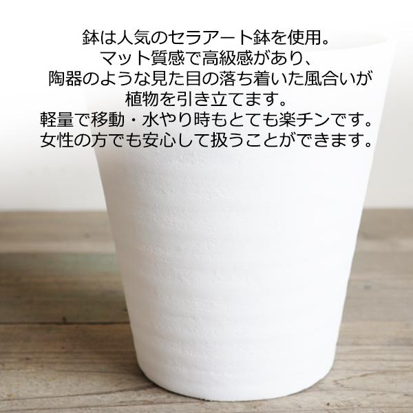 ガジュマル 昇り龍樹形 幸せを呼ぶ多幸の木 白セラアート鉢植え 観葉