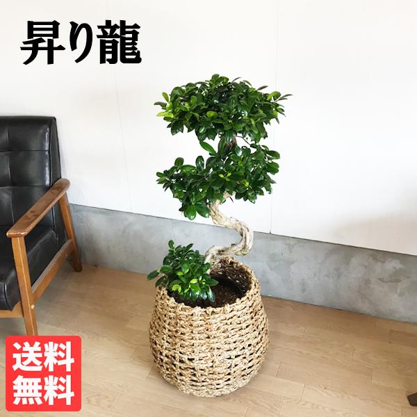 初回限定お試し価格 ガジュマル 昇り龍樹形 幸せを呼ぶ多幸の木 手編みバスケット付き 観葉植物 お祝いや自宅用 送料無料 ガジュマロ 昇り竜 即日出荷
