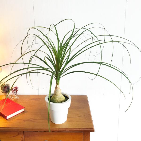 ポニーテール トックリラン ノリナ 観葉植物 金運上昇 徳利 中型 送料無料 即日出荷 Norina6 観葉植物のパーフェクトグリーン 通販 Yahoo ショッピング