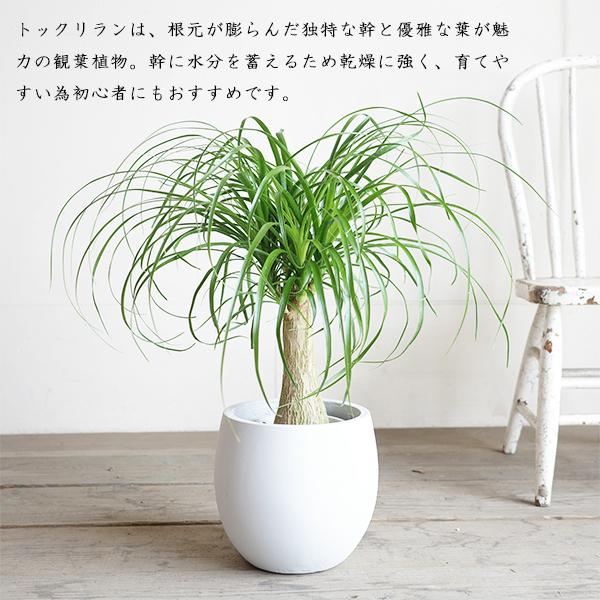ポニーテール 白丸型鉢カバー付き トックリラン ノリナ 観葉植物 金運