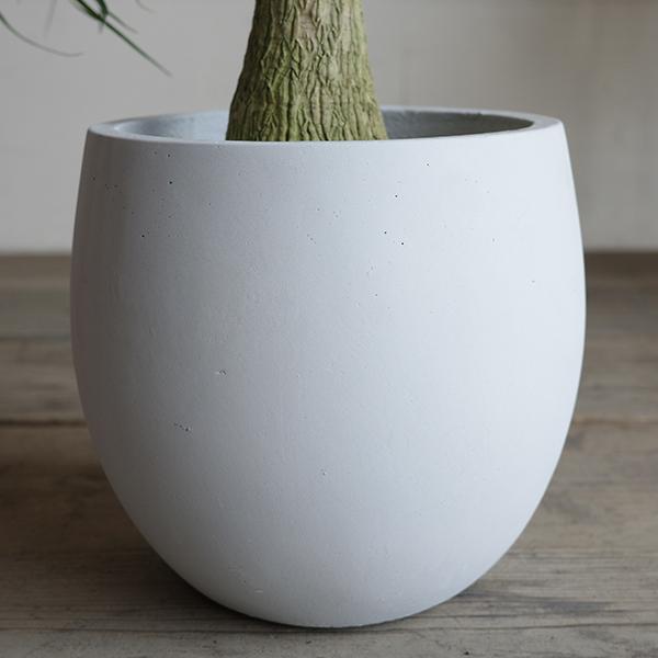 ポニーテール 白丸型鉢カバー付き トックリラン ノリナ 観葉植物 金運