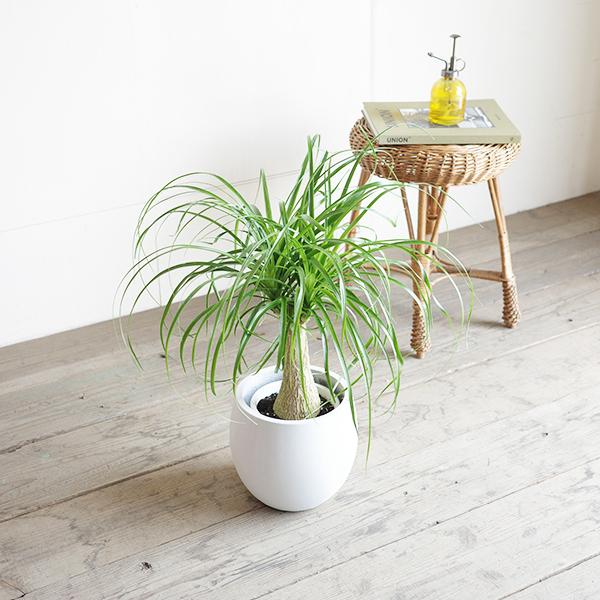 ポニーテール 白丸型鉢カバー付き トックリラン ノリナ 観葉植物 金運