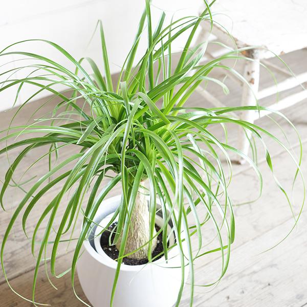 ポニーテール 白丸型鉢カバー付き トックリラン ノリナ 観葉植物 金運