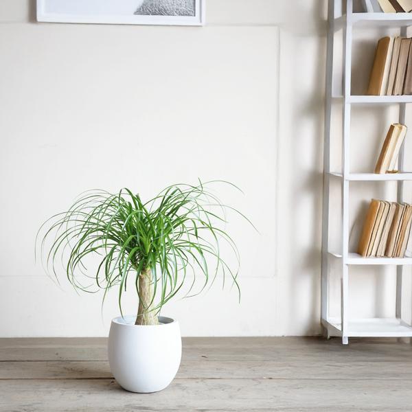 ポニーテール 白丸型鉢カバー付き トックリラン ノリナ 観葉植物 金運