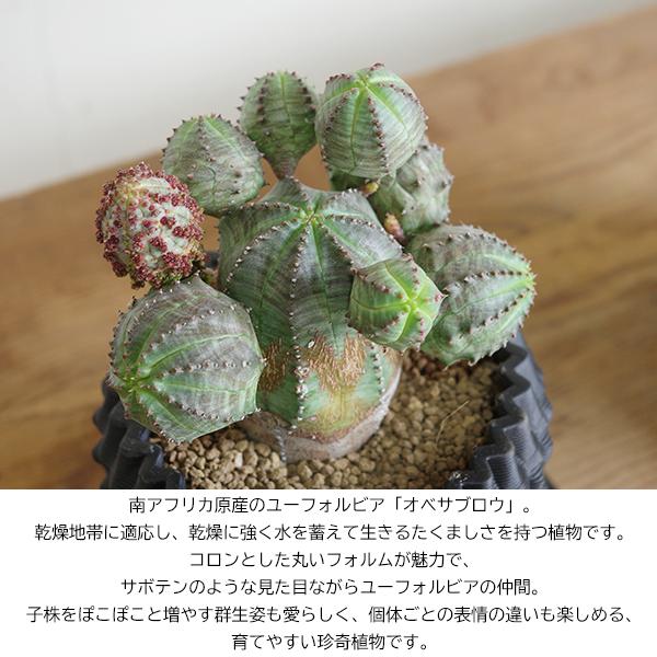 オベサブロウ 3D陶器鉢植え ユーフォルビア 観葉植物 小型 希少 オベサ