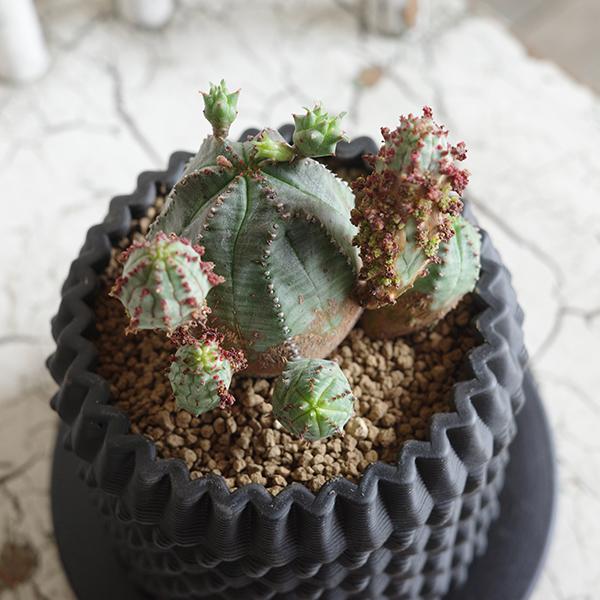 オベサブロウ 3D陶器鉢植え ユーフォルビア 観葉植物 小型 希少 オベサ