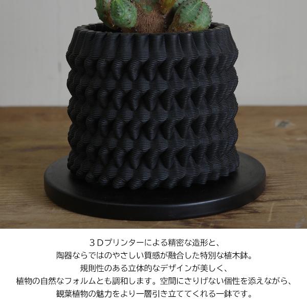 オベサブロウ 3D陶器鉢植え ユーフォルビア 観葉植物 小型 希少 オベサ