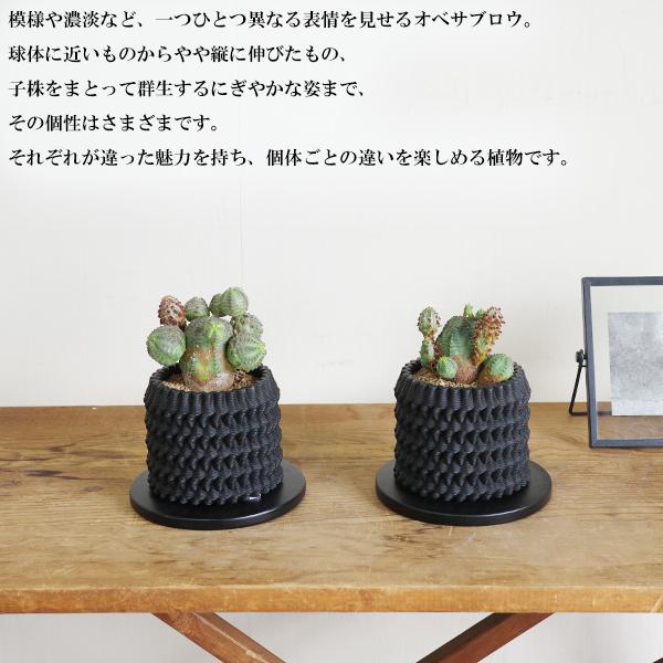 オベサブロウ 3D陶器鉢植え ユーフォルビア 観葉植物 小型 希少 オベサ