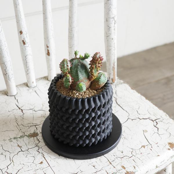 オベサブロウ 3D陶器鉢植え ユーフォルビア 観葉植物 小型 希少 オベサ