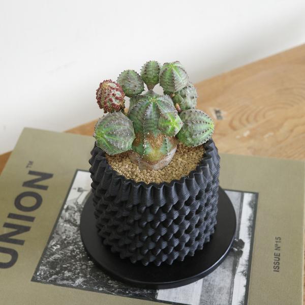 オベサブロウ 3D陶器鉢植え ユーフォルビア 観葉植物 小型 希少 オベサ