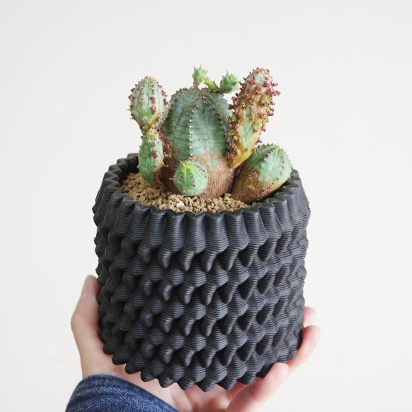 オベサブロウ 3D陶器鉢植え ユーフォルビア 観葉植物 小型 希少 オベサ
