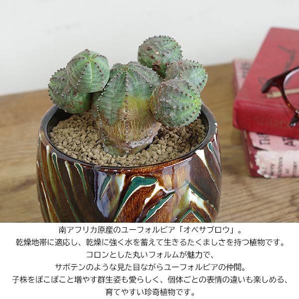 オベサブロウ 茶色 陶器鉢植え ユーフォルビア 観葉植物 小型 希少