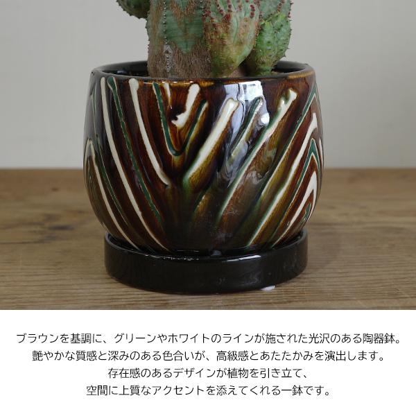 オベサブロウ 茶色 陶器鉢植え ユーフォルビア 観葉植物 小型 希少