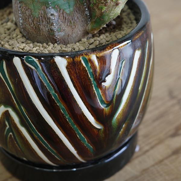 茶色いお饅頭オベサ 鉢3号サイズ 上部以外全木質化 オベサブロウ 茶色 陶器鉢植え ユーフォルビア 観葉植物 小型 希少