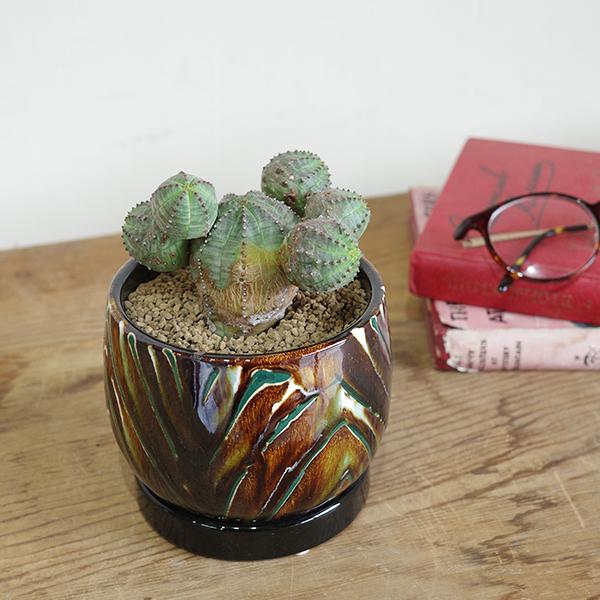 オベサブロウ 茶色 陶器鉢植え ユーフォルビア 観葉植物 小型 希少