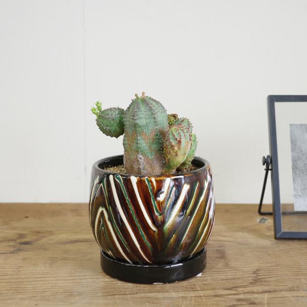 オベサブロウ 茶色 陶器鉢植え ユーフォルビア 観葉植物 小型 希少
