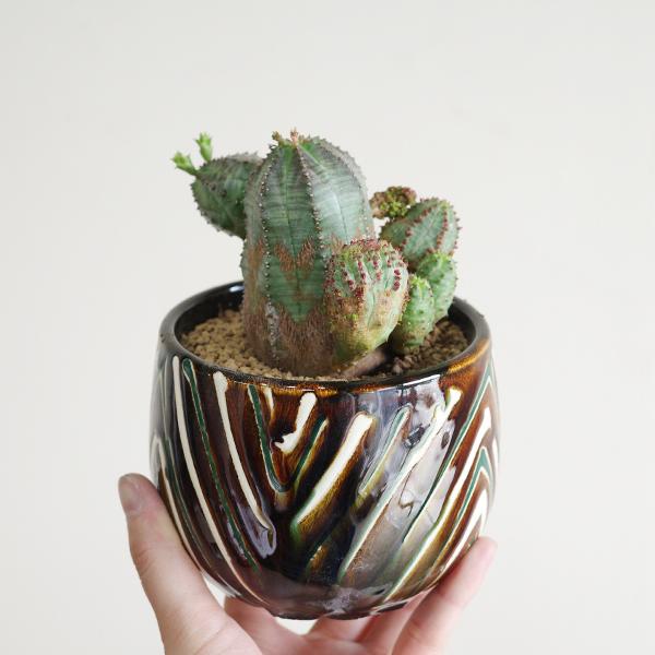 オベサブロウ 茶色 陶器鉢植え ユーフォルビア 観葉植物 小型 希少