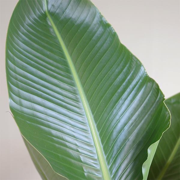 オーガスタ 大型 大鉢 10号 観葉植物 寒さに強い おしゃれ 鉢植え 本物