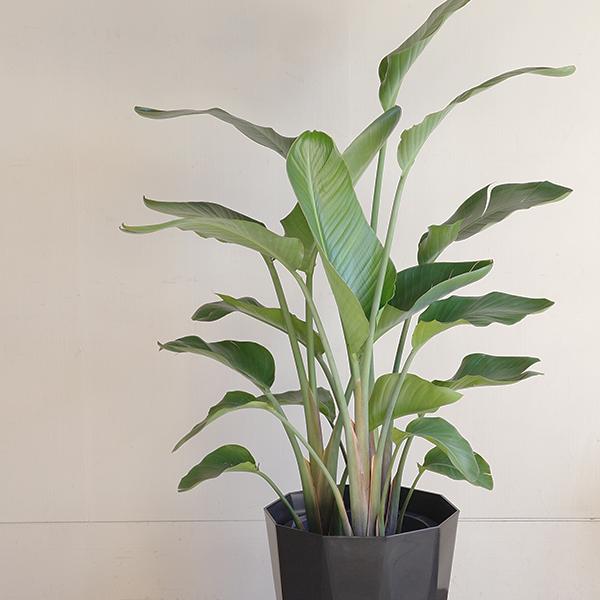 オーガスタ 大型 大鉢 10号 観葉植物 寒さに強い おしゃれ 鉢植え 本物