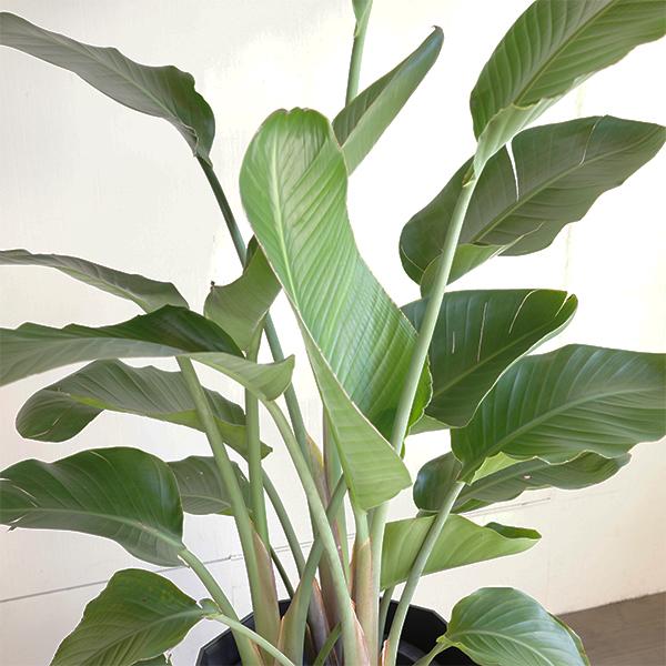 オーガスタ 大型 大鉢 10号 観葉植物 寒さに強い おしゃれ 鉢植え 本物