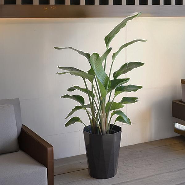 オーガスタ 大型 大鉢 10号 観葉植物 寒さに強い おしゃれ 鉢植え 本物