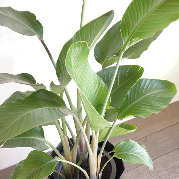 オーガスタ 大型 大鉢 10号 観葉植物 寒さに強い おしゃれ 鉢植え 本物