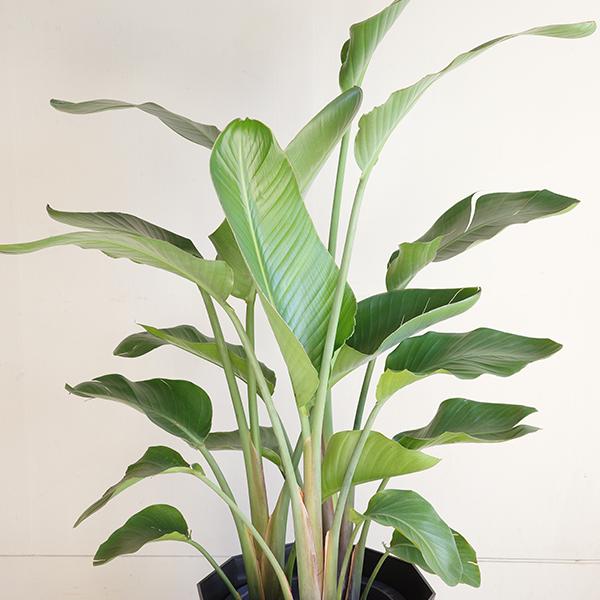 オーガスタ 大型 大鉢 10号 観葉植物 寒さに強い おしゃれ 鉢植え 本物