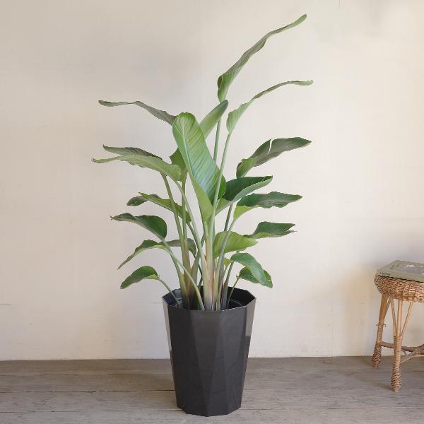 オーガスタ 大型 大鉢 10号 観葉植物 寒さに強い おしゃれ 鉢植え 本物