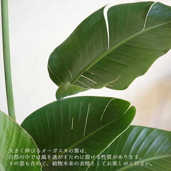 オーガスタ 観葉植物 10号 大型 鉢カバー付 ラウンド型 デザイナーズ
