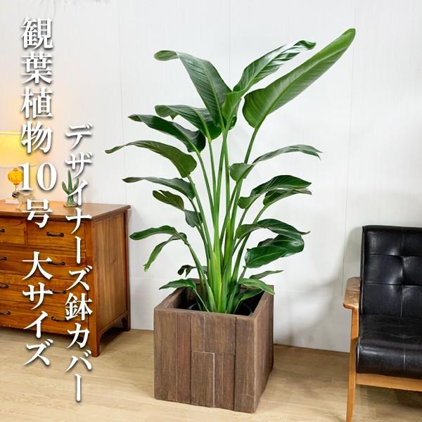 50 Off 法人宛送料無料 オーガスタ ウッド調鉢カバー付き 大サイズ 大鉢 １０号鉢 観葉植物 大型 パターンキューブ 即納特典付き Mobile Scotturb Com