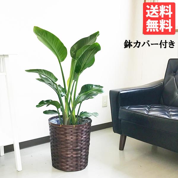 オーガスタ 鉢カバー付 観葉植物 送料無料 中型 大型サイズ | 