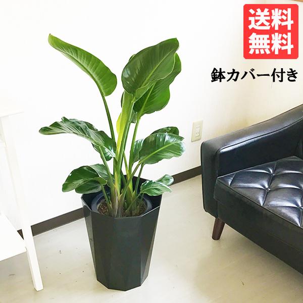 オーガスタ ８号 スタイリッシュな黒色鉢カバー ストレチア 観葉植物 送料無料 中型 大型 寒さに強い | 