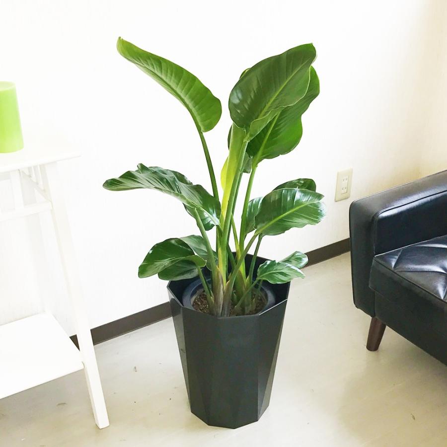 オーガスタ 8号 スタイリッシュな黒色鉢カバー ストレチア 観葉植物