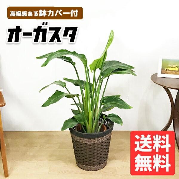 新版 オーガスタ 高級感ある鉢カバー付 観葉植物 送料無料 中 大型サイズ ストレチア オガスタ 寒さに強い Oga8wa 観葉植物のパーフェクトグリーン 通販 Yahoo ショッピング 高級感 Web Escgroup Com