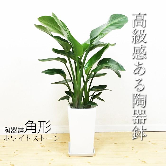 オーガスタ 感謝の木 陶器鉢 角型 観葉植物 送料無料 寒さに強い 