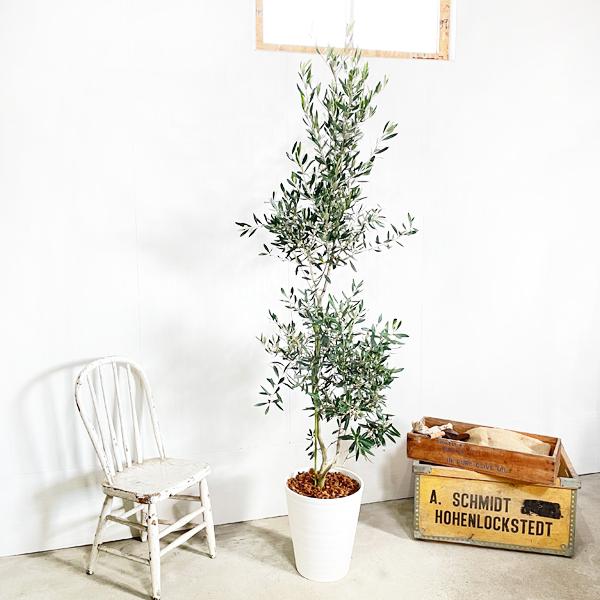 190円 人気ショップが最安値挑戦 法人宛送料無料 オリーブの木 ホワイトセラアート鉢 大型 大鉢 １０号鉢 大きい オリーブ 観葉植物