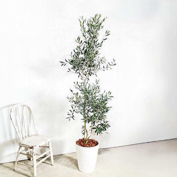 オリーブの木 ホワイトセラアート鉢 大型 大鉢 10号 大きい 法人宛送料