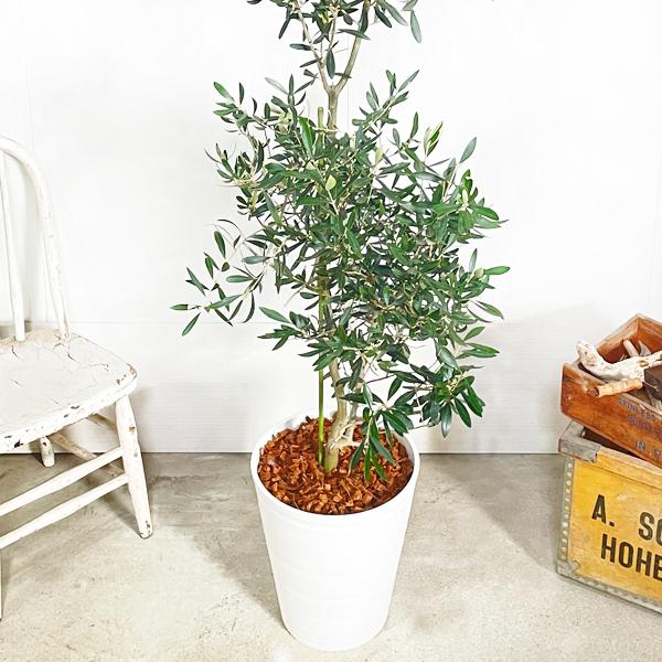 190円 人気ショップが最安値挑戦 法人宛送料無料 オリーブの木 ホワイトセラアート鉢 大型 大鉢 １０号鉢 大きい オリーブ 観葉植物