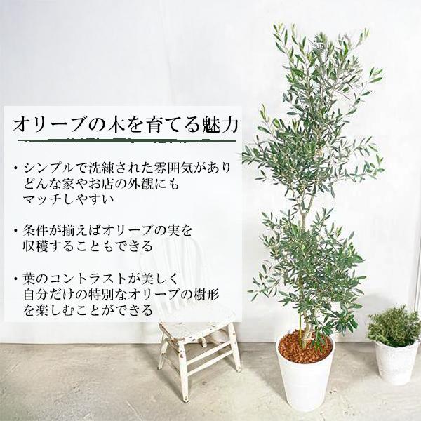 オリーブの木 ホワイトセラアート鉢 大型 大鉢 10号 大きい 法人宛送料