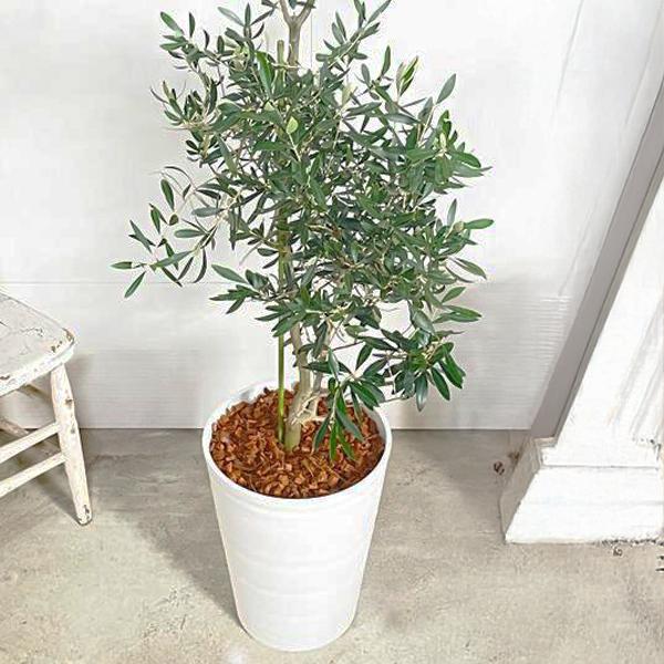 オリーブの木 ホワイトセラアート鉢 大型 大鉢 10号 大きい 法人宛送料