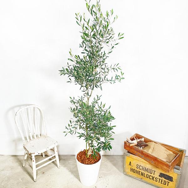 190円 人気ショップが最安値挑戦 法人宛送料無料 オリーブの木 ホワイトセラアート鉢 大型 大鉢 １０号鉢 大きい オリーブ 観葉植物