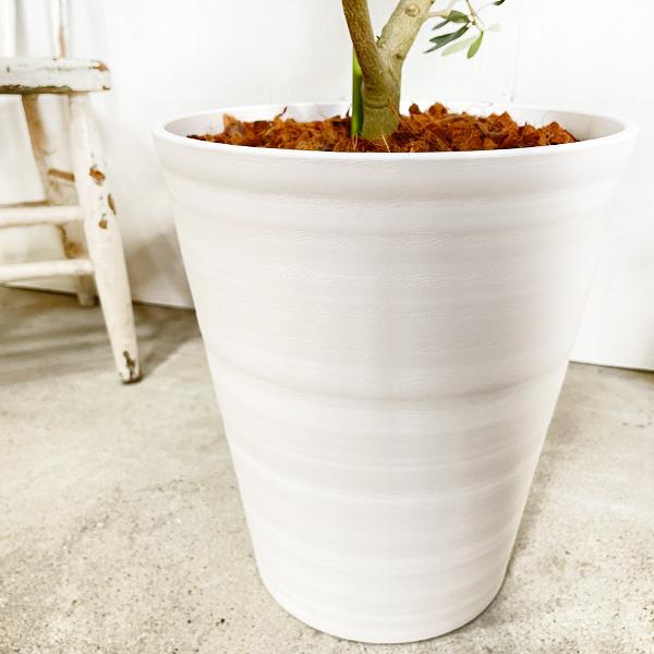 190円 人気ショップが最安値挑戦 法人宛送料無料 オリーブの木 ホワイトセラアート鉢 大型 大鉢 １０号鉢 大きい オリーブ 観葉植物