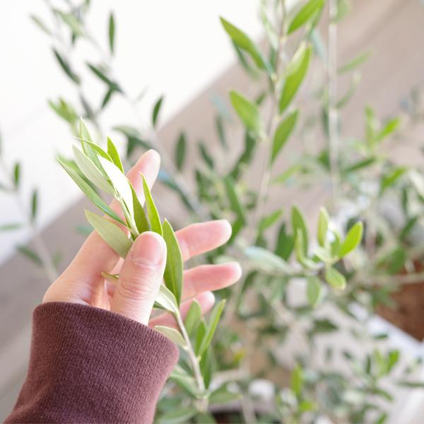 オリーブの木 オリーブ 観葉植物 大型 大鉢 10号 大きい オリーブの木 オリーブ 観葉植物 大型 大鉢 10号 大きい