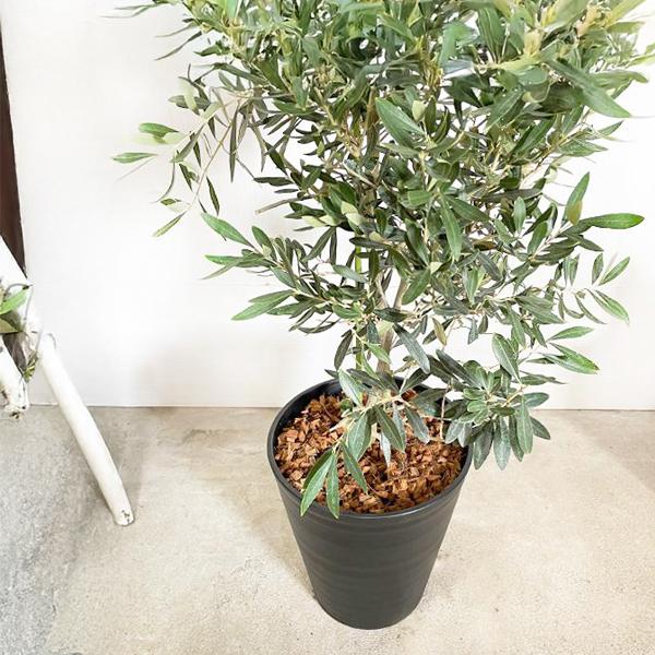 オリーブの木 オリーブ 観葉植物 大型 大鉢 10号 大きい ブラックセラ