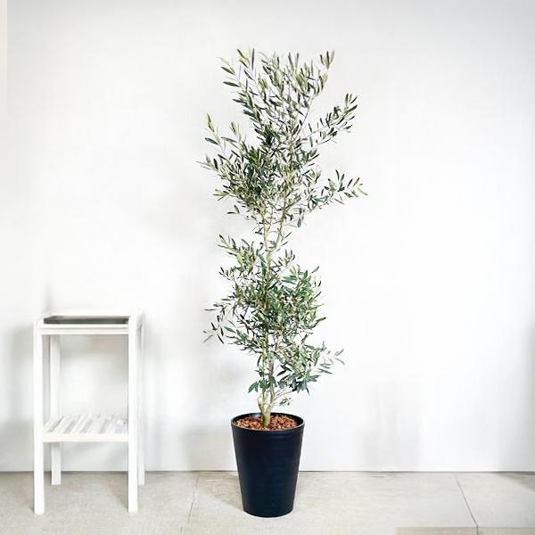 オリーブの木 オリーブ 観葉植物 大型 大鉢 10号 大きい