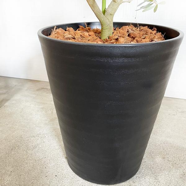 オリーブの木 オリーブ 観葉植物 大型 大鉢 10号 大きい オリーブの木 オリーブ 観葉植物 大型 大鉢 10号 大きい